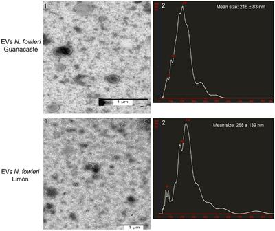Providing an in vitro depiction of microglial cells challenged with immunostimulatory extracellular vesicles of Naegleria fowleri